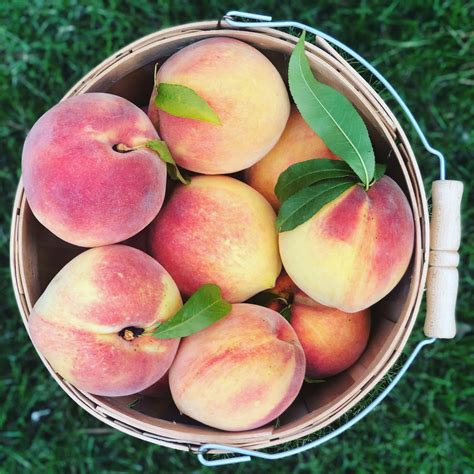 Penelope's Peaches – Family Orchard.